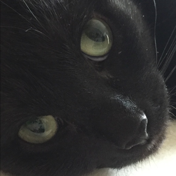 Meet your Posher, Amy - Picture 1 of 1